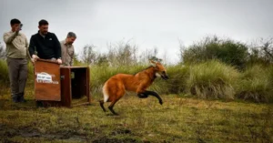 Liberan a un aguará guazú rescatado en Santa Fe