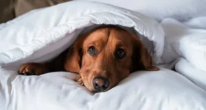 Cómo cuidar a nuestras mascotas del frío