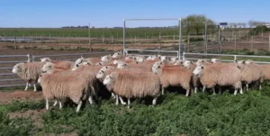 Campo de Lanteri en el norte santafesino