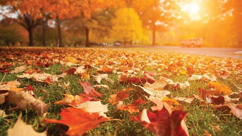 Otoño: hábitos simples para sumar energía y bienestar