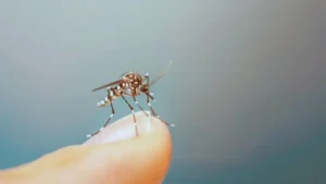 Picadura de mosquitos en la piel