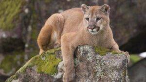 La presencia de un puma suelto en Isla Victoria preocupa