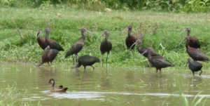 Qué aves negras aparecieron en plazas y parques de Santa Fe