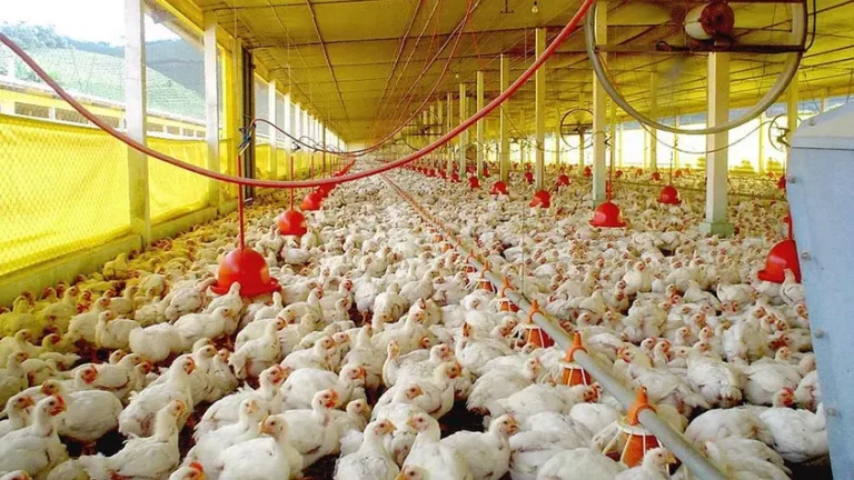 Récord de importación de carne y alarma entre pequeños criadores