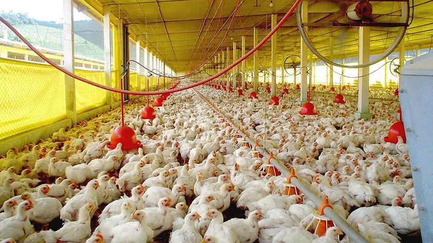 Récord de importación de carne y alarma entre pequeños criadores