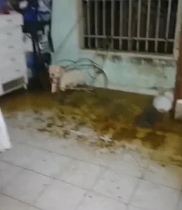perro en estado de abandono en Rosario fue rescatado