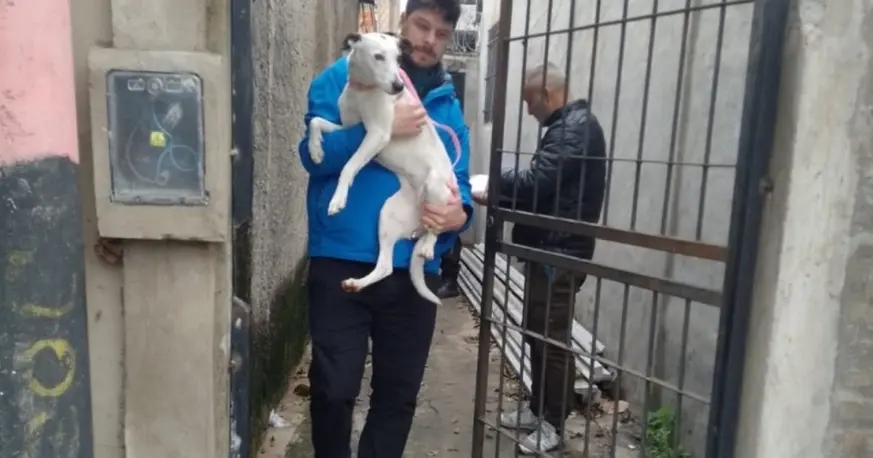 Rescatan perrita maltratada en un operativo municipal