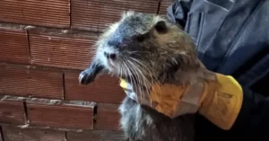 Operativo para rescatar una nutria en una casa de zona sudoeste de Rosario