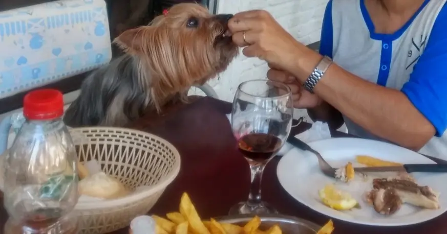 Rosario busca ser ciudad modelo en bienestar animal