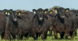 La Rural de Rosario rechaza desregulación de la carne