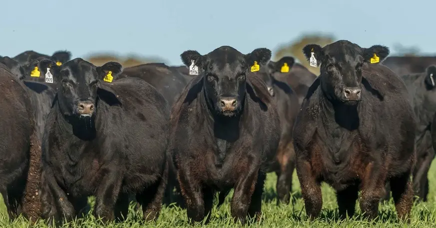La Rural de Rosario rechaza desregulación de la carne