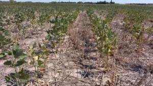 Sequía histórica en la región núcleo golpea a la soja