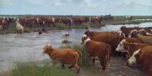 Debido al temporal en el norte de Santa Fe, hay 700 mil cabezas de ganado en riesgo