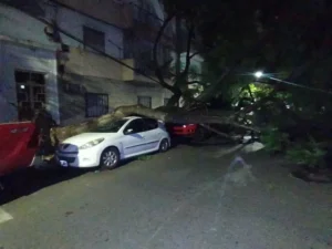 Tormenta en Rosario: árbol gigante aplastó autos en pleno centro