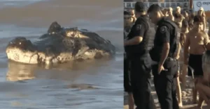Un yacaré nada cerca de la costa en la playa La Florida de Rosario