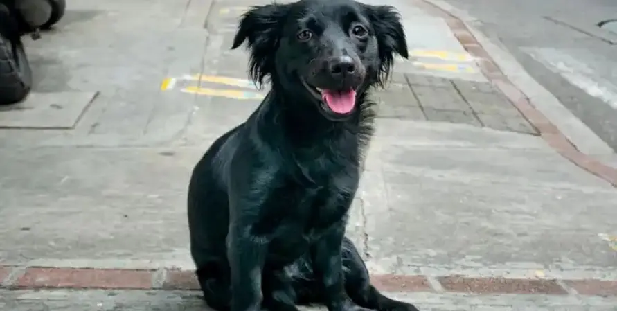 Venado Tuerto crea registro de hogares de tránsito para mascotas
